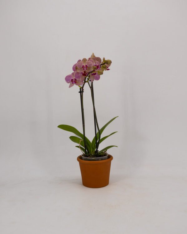 Orchidea a due steli - immagine 3