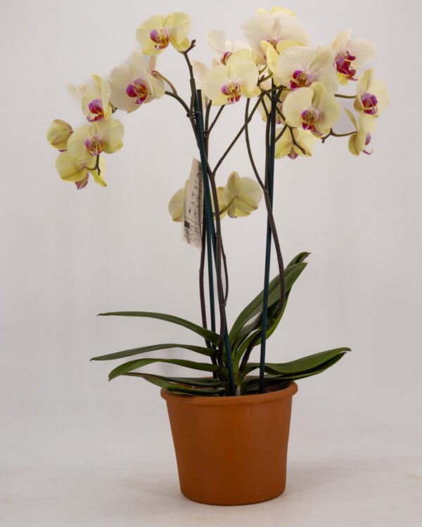 Orchidea a tre steli - immagine 3
