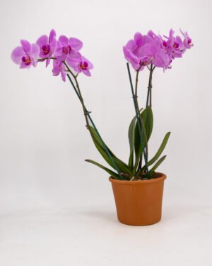 Orchidea a tre steli