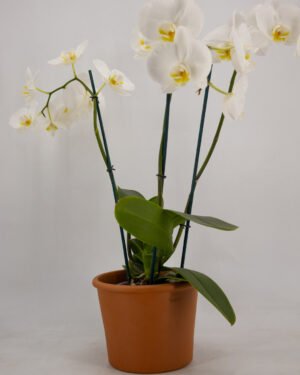 Orchidea a tre steli - immagine 2