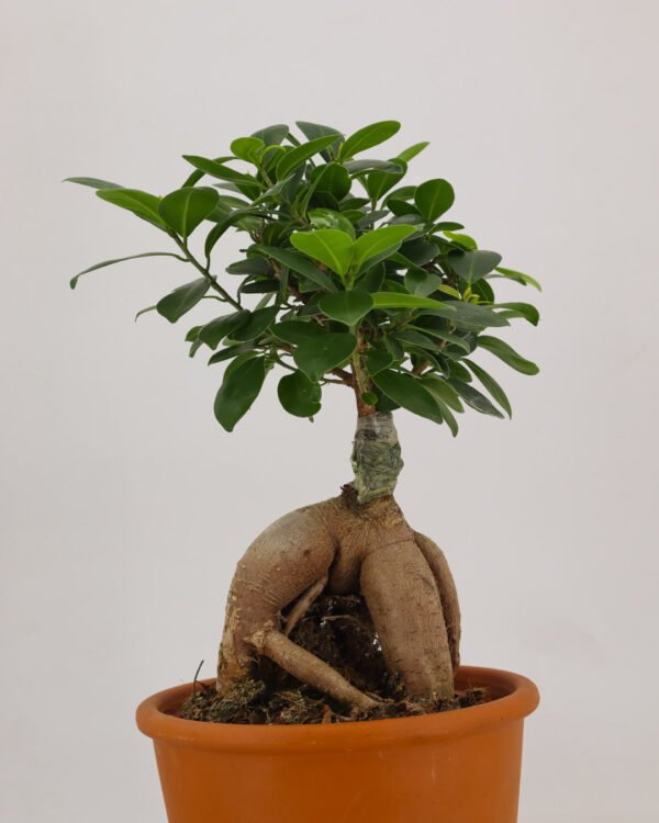 Ficus ginseng - immagine 2