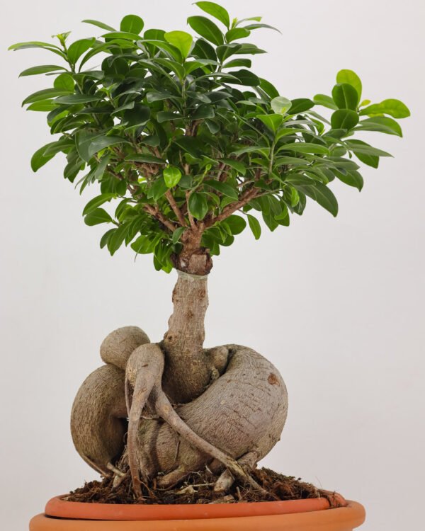 Ficus ginseng - immagine 3