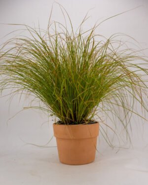 Carex 'Prairie Fire'