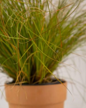 Carex 'Prairie Fire' - immagine 2
