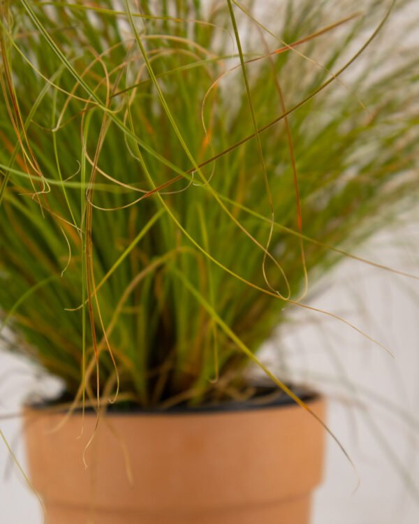 Carex 'Prairie Fire' - immagine 2
