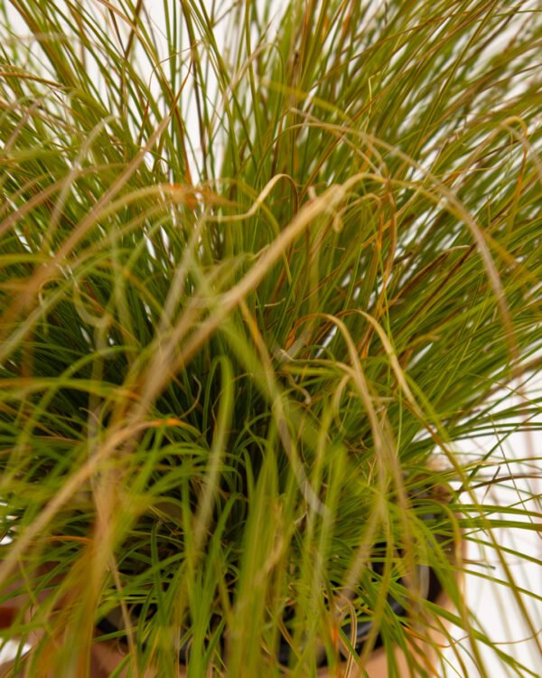 Carex 'Prairie Fire' - immagine 3