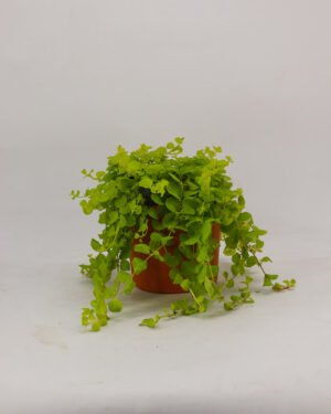 Lysimachia nummularia