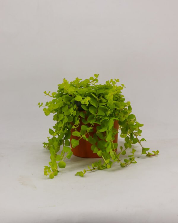Lysimachia nummularia - immagine 1