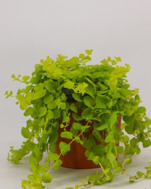 Lysimachia nummularia - immagine 2