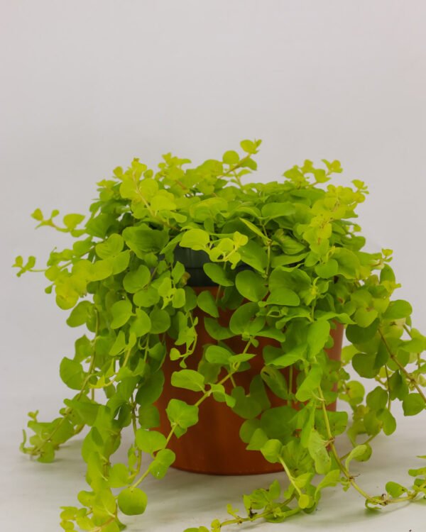 Lysimachia nummularia - immagine 2