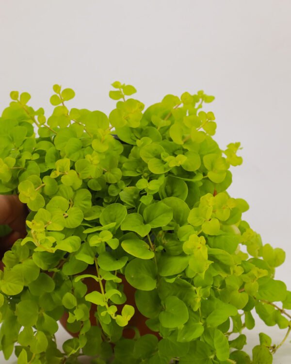 Lysimachia nummularia - immagine 3