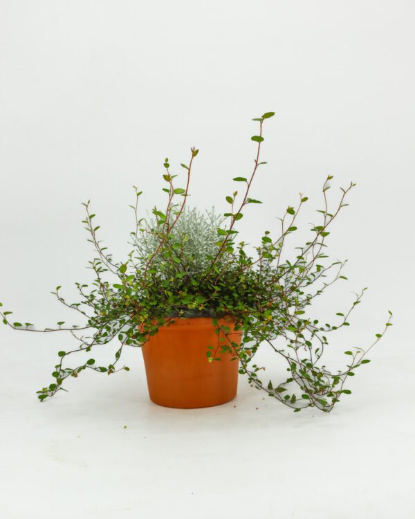 Calocephalus & Muehlenbeckia - immagine 1
