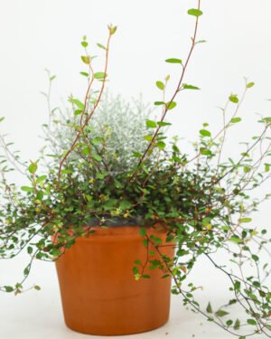 Calocephalus & Muehlenbeckia - immagine 3