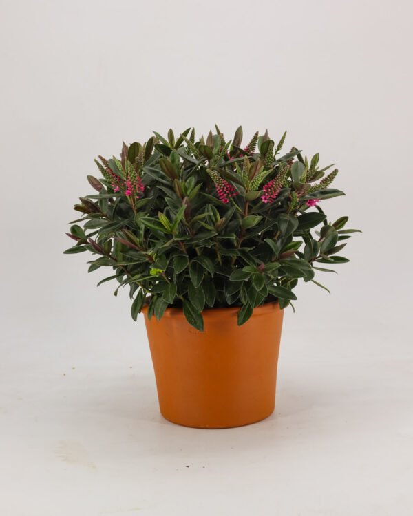 Hebe andersonii - immagine 6