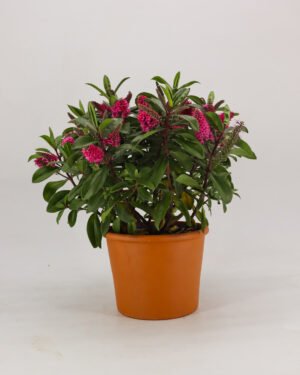 Hebe andersonii - immagine 4