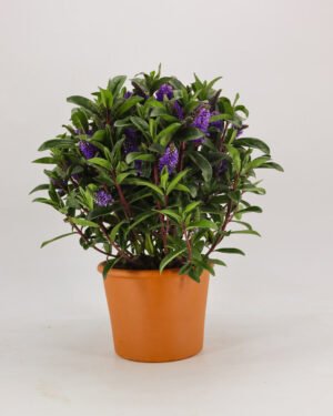 Hebe andersonii - immagine 3