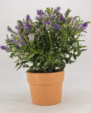 Hebe andersonii - immagine 5