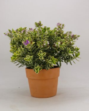 Hebe andersonii