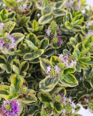 Hebe andersonii 'Tricolor' - immagine 2