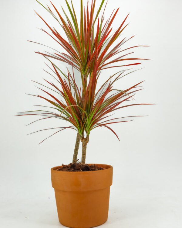Dracena marginata 'Colorama' - immagine 1