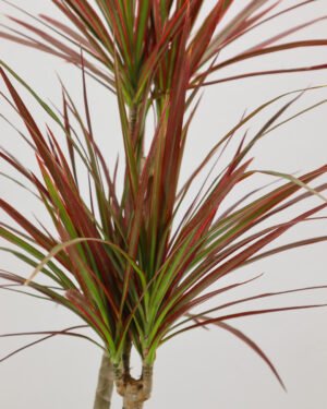 Dracena marginata 'Colorama' - immagine 3
