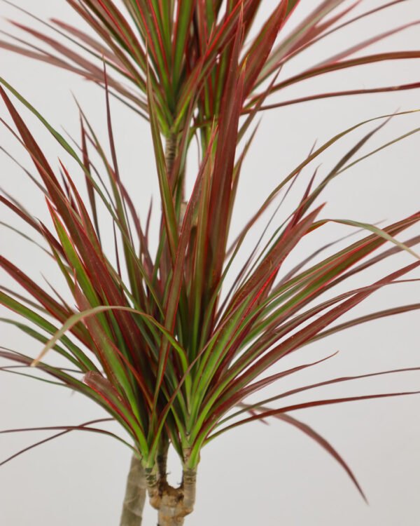 Dracena marginata 'Colorama' - immagine 3