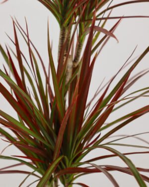 Dracena marginata 'Colorama' - immagine 2