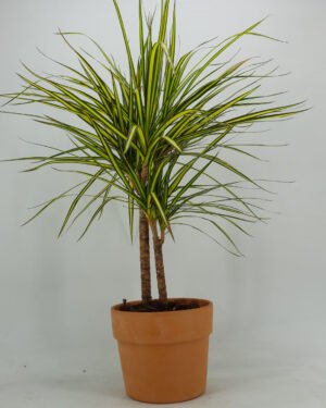 Dracena marginata 'Gold'