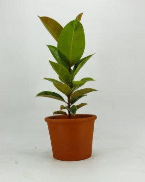Ficus 'Shivereana'