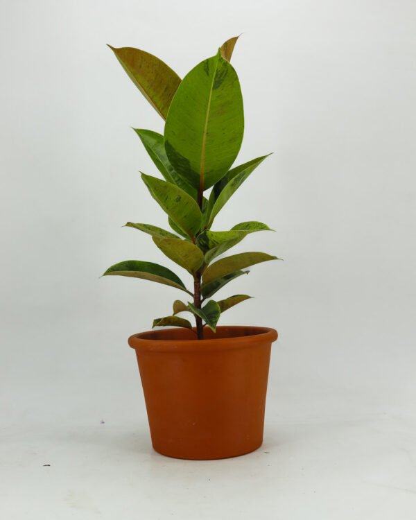 Ficus 'Shivereana' - immagine 1