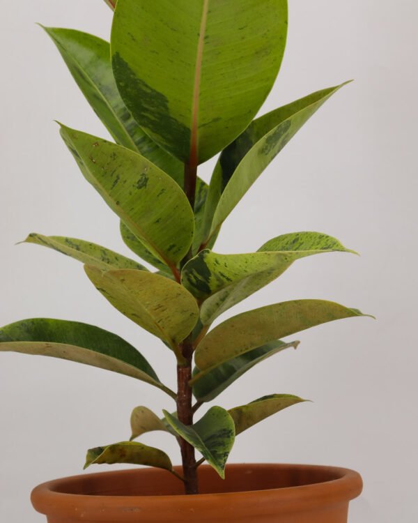 Ficus 'Shivereana' - immagine 3