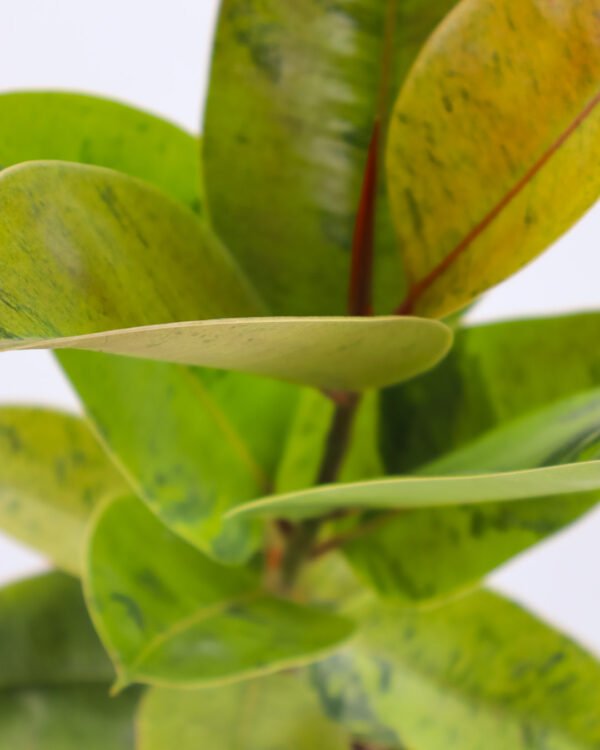 Ficus 'Shivereana' - immagine 2