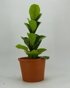 Ficus lyrata