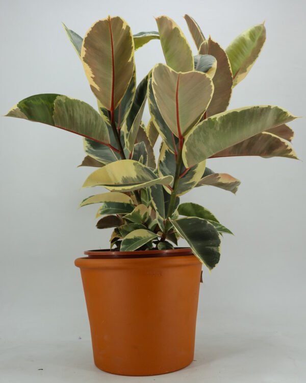 Ficus 'Tineke' - immagine 1