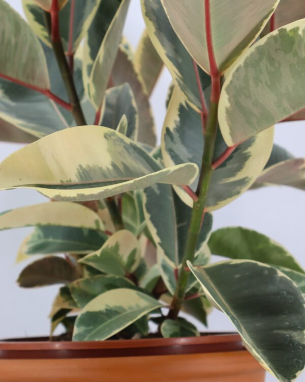 Ficus 'Tineke' - immagine 3