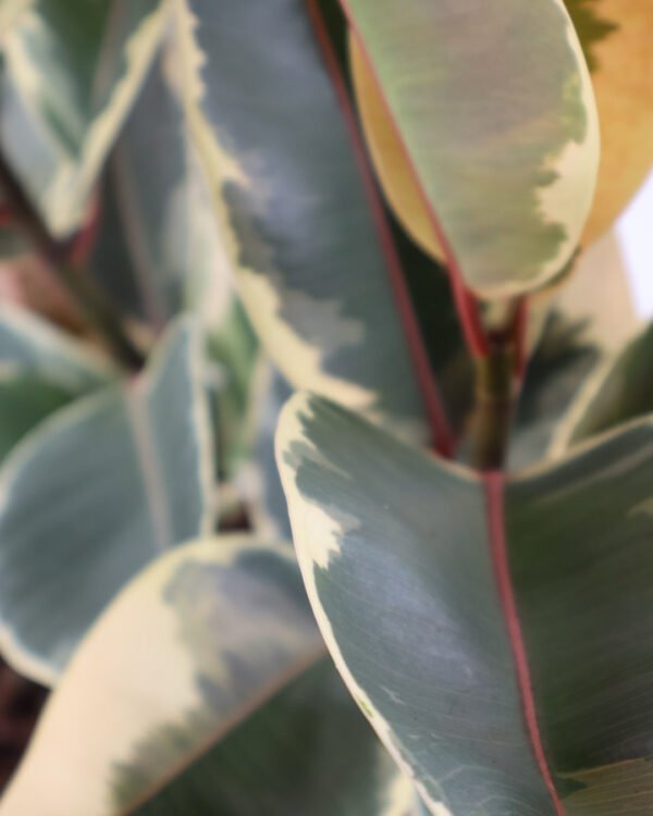 Ficus 'Tineke' - immagine 2