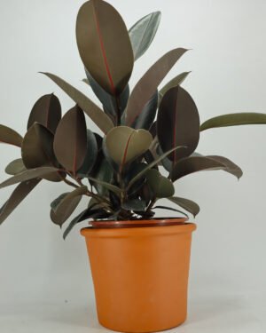 Ficus 'Abidjan'