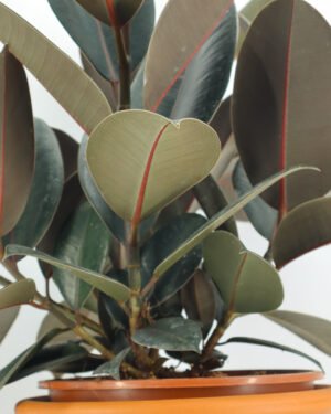 Ficus 'Abidjan' - immagine 3
