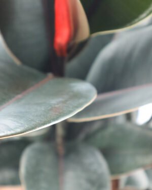 Ficus 'Abidjan' - immagine 2