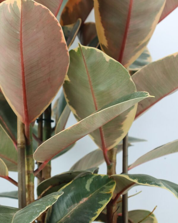 Ficus 'Belize' - immagine 3
