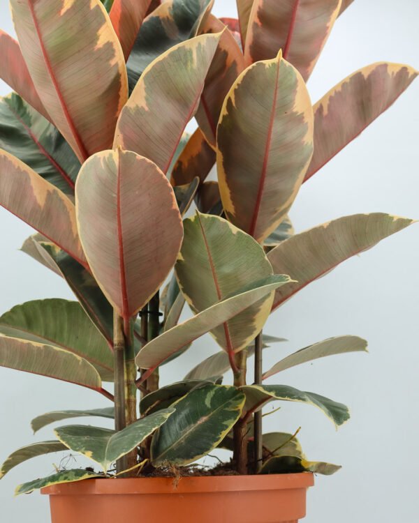 Ficus 'Belize' - immagine 2
