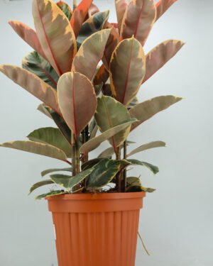 Ficus 'Belize'