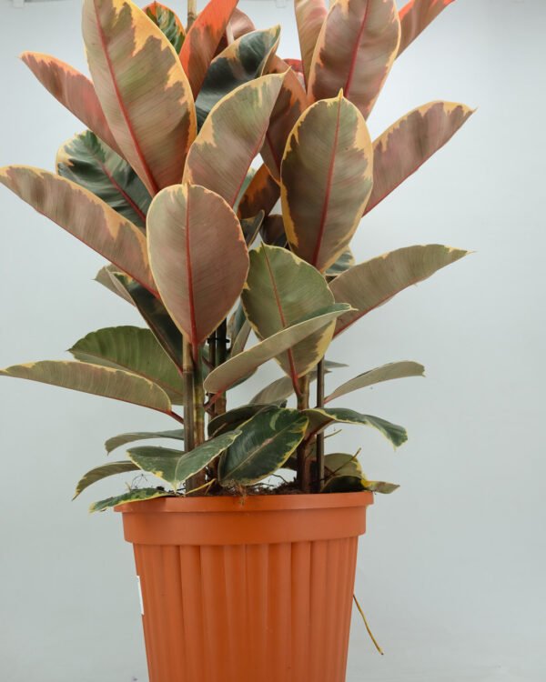 Ficus 'Belize' - immagine 1