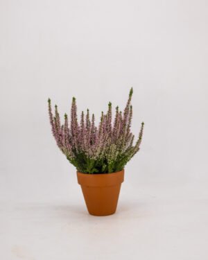 Calluna vulgaris - immagine 3