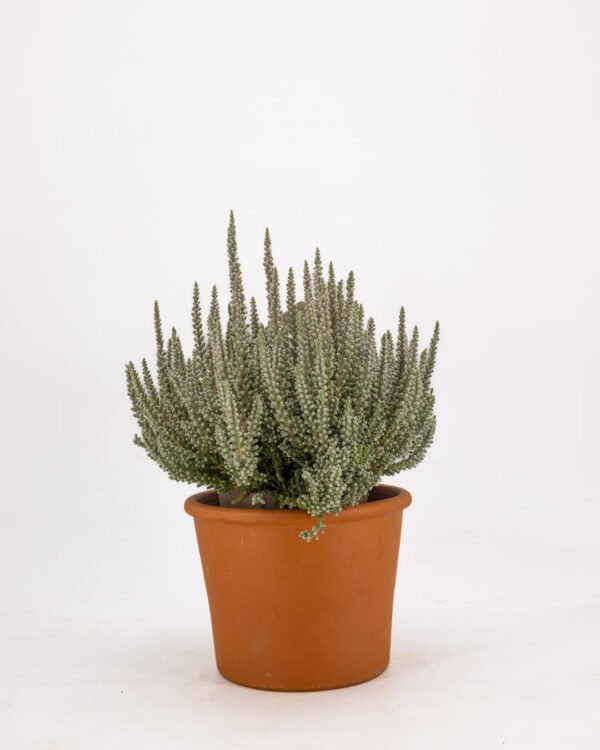Calluna vulgaris 'Fluffy' - immagine 1