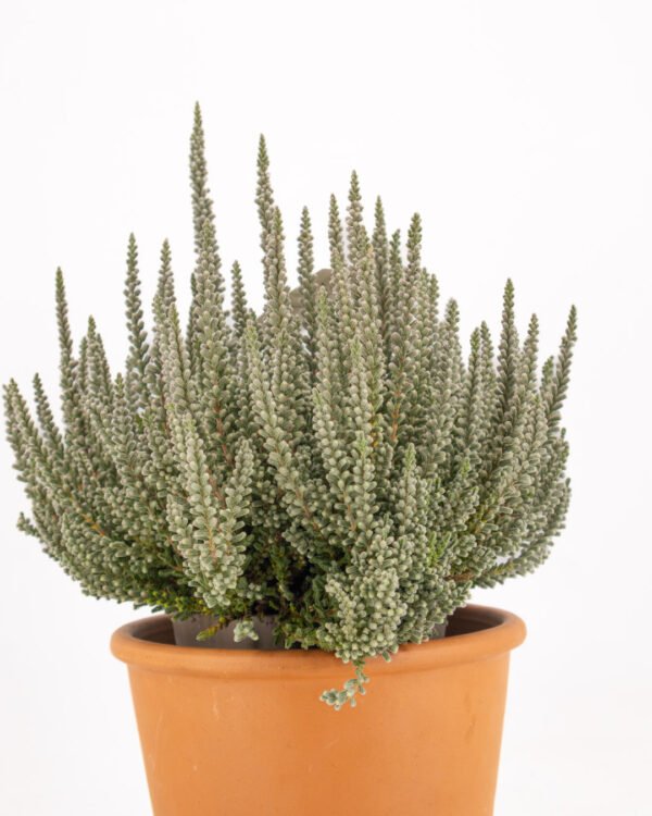 Calluna vulgaris 'Fluffy' - immagine 3