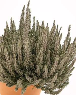 Calluna vulgaris 'Fluffy' - immagine 2