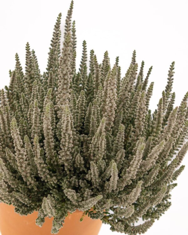 Calluna vulgaris 'Fluffy' - immagine 2