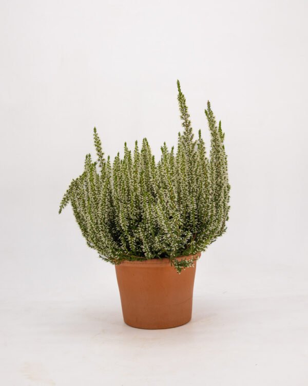 Calluna vulgaris - immagine 2
