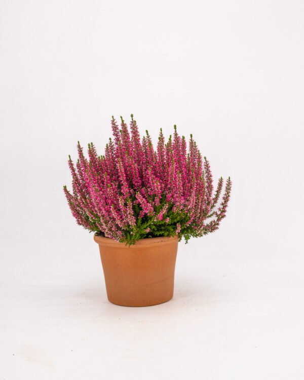 Calluna vulgaris - immagine 1